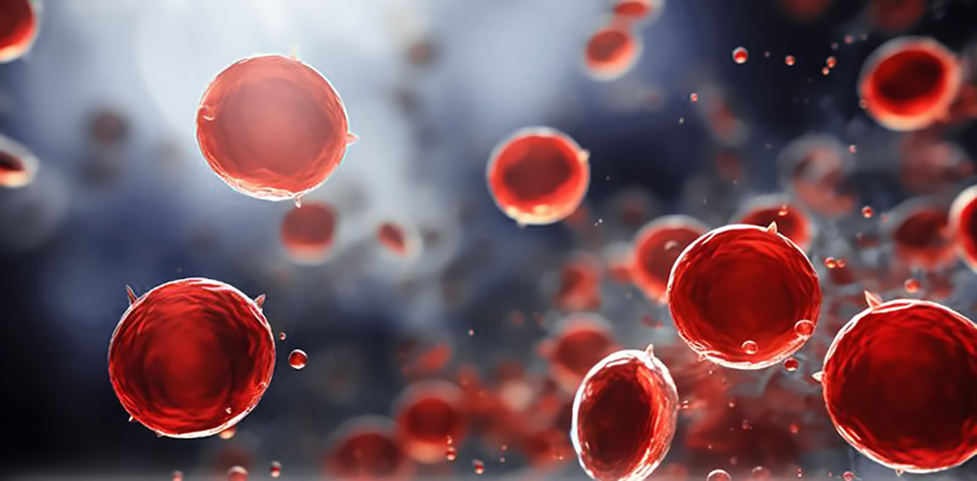 Dynamic red blood cells and metabolic networks